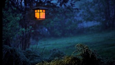 tips en zo_omgaan met dieren in huis