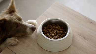 tips en zo_voerton voor honden